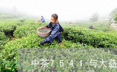 中茶7541与大益7542对比/2023060390697