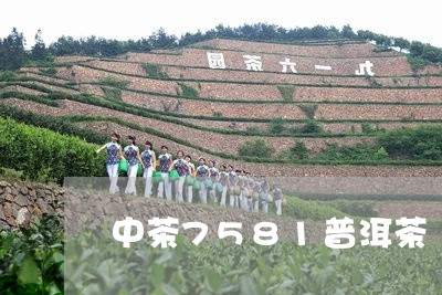 中茶7581普洱茶/2023070927359