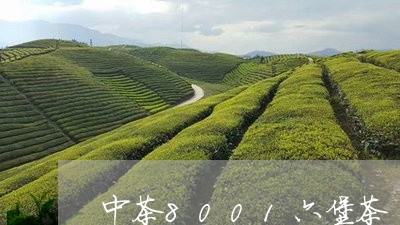 中茶8001六堡茶/2023042571515