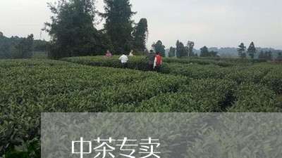 中茶专卖/2023110986369