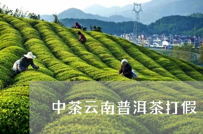 中茶云南普洱茶打假/2023070919382