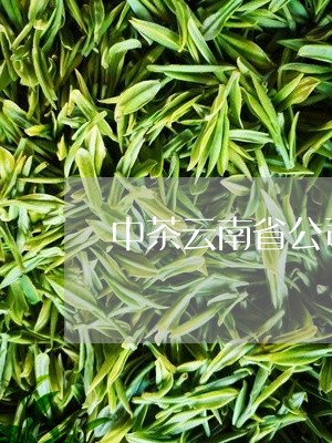 中茶云南省公司普洱茶/2023073137269