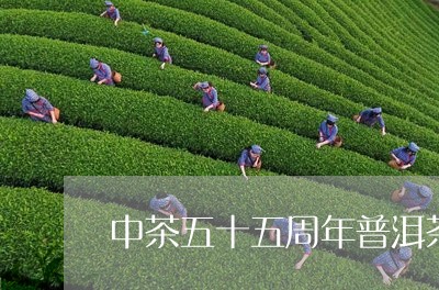 中茶五十五周年普洱茶/2023080362703