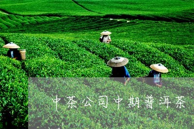 中茶公司中期普洱茶/2023070929280