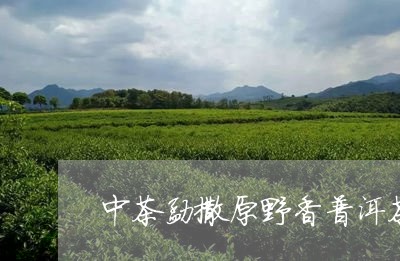 中茶勐撒原野香普洱茶/2023062456159