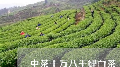 中茶十万八千鲤白茶/2023121695140