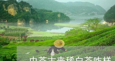 中茶古来稀白茶咋样/2023071489703