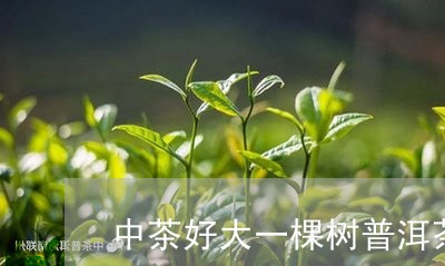 中茶好大一棵树普洱茶/2023092747371