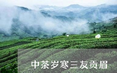 中茶岁寒三友贡眉/2023061417372