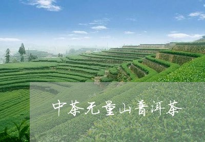 中茶无量山普洱茶/2023120437482