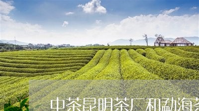 中茶昆明茶厂和勐海茶厂区别/2023052746571