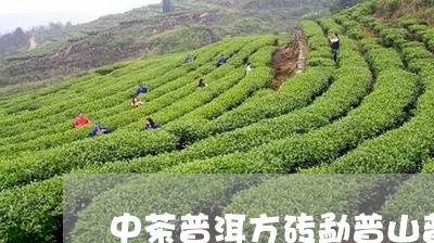 中茶普洱方砖勐普山普洱茶250g/2023060331725