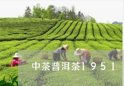 中茶普洱茶1951/2023070998371