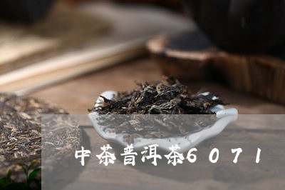 中茶普洱茶6071/2023091498483