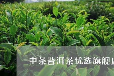 中茶普洱茶优选旗舰店官网/2023082732795