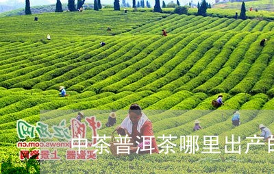 中茶普洱茶哪里出产的/2023061468593