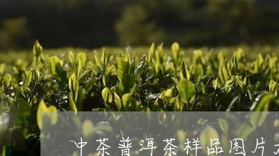 中茶普洱茶样品图片大全/2023112823945