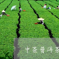 中茶普洱茶砖70年代/2023092705148