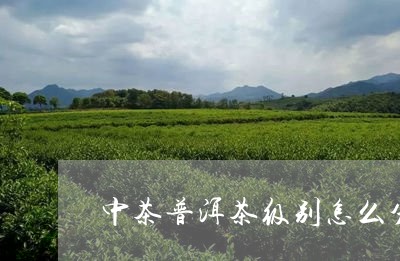 中茶普洱茶级别怎么分别好坏/2023082690516