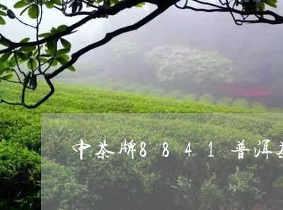 中茶牌8841普洱茶/2023062860494