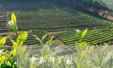 中茶牌厂址/2023090245269