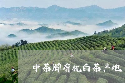 中茶牌有机白茶产地/2023071401949