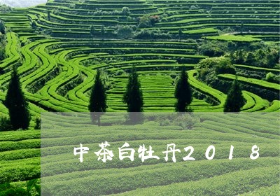 中茶白牡丹2018/2023120545247