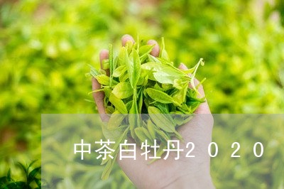 中茶白牡丹2020/2023120509683