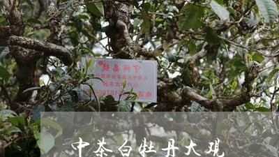 中茶白牡丹大观/2023112395159