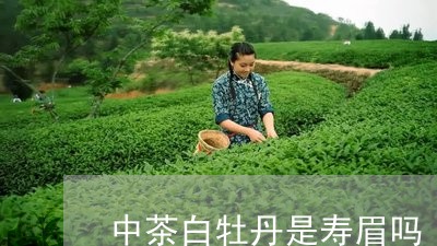 中茶白牡丹是寿眉吗/2023120507059