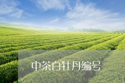 中茶白牡丹编号/2023112372736