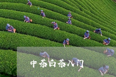 中茶白茶入门/2023051274935