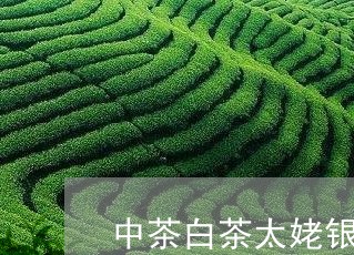 中茶白茶太姥银针/2023061448583