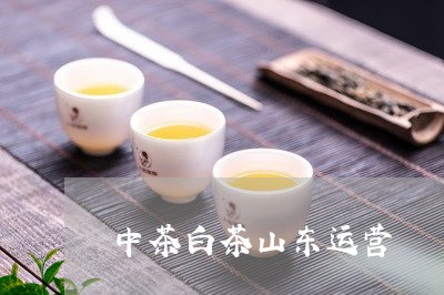 中茶白茶山东运营/2023061412804