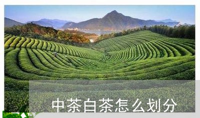 中茶白茶怎么划分/2023061435273