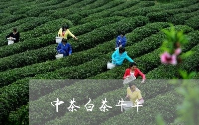 中茶白茶牛年/2023051272603