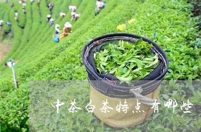 中茶白茶特点有哪些/2023071410402