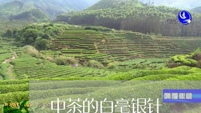 中茶的白毫银针/2023112372028