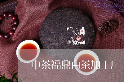 中茶福鼎白茶加工厂/2023120350593