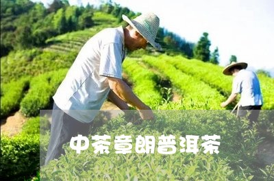 中茶章朗普洱茶/2023082826470