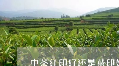 中茶红印好还是蓝印好/2023092016057