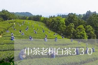 中茶老树白茶330/2023121580603