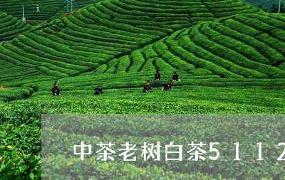 中茶老树白茶5112/2023092735068