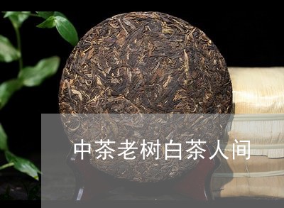 中茶老树白茶人间/2023082517480