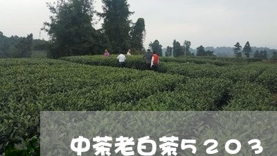 中茶老白茶5203/2023071409585