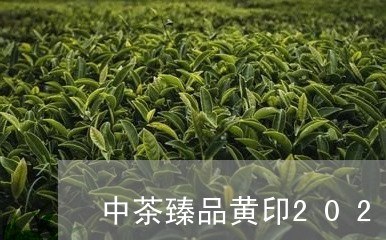 中茶臻品黄印2020假的/2023051172827