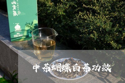 中茶蝴蝶白茶功效/2023061440705