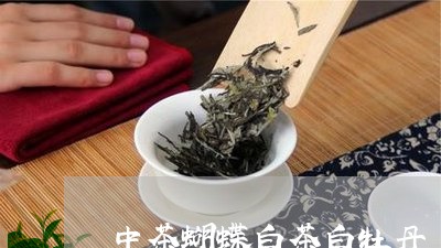 中茶蝴蝶白茶白牡丹/2023121669393