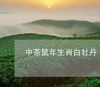 中茶鼠年生肖白牡丹/2023081283705