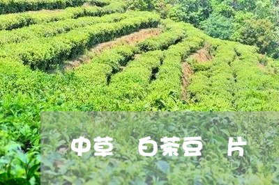 權威觀點頭條:中草藥白茶豆圖片-白茶豆的藥用價值「5月動態熱點」